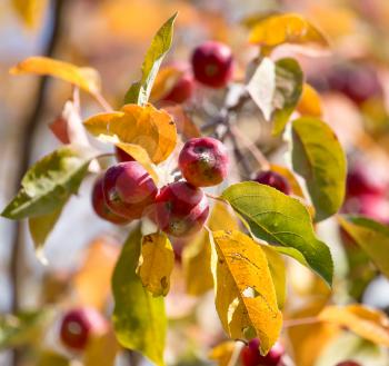 red apple on the tree in nature