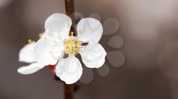 apricot flowers on a tree in nature