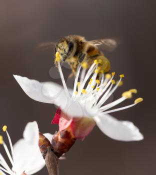 bee on a flower in the nature. macro