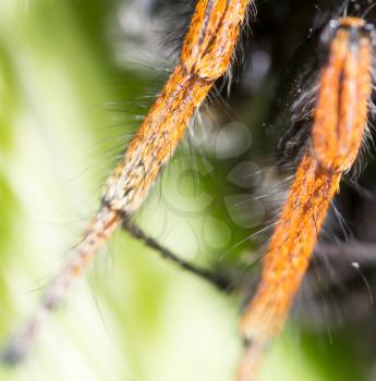 foot spider in nature. super macro