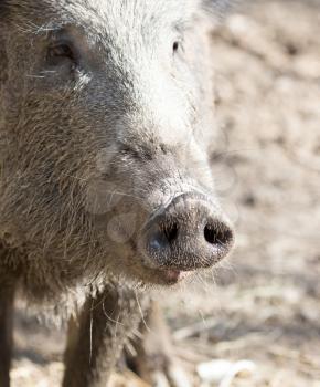 wild boar in the zoo