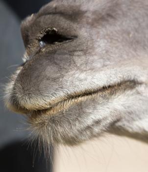 camel's nose