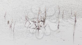 dry twigs on the surface of the water