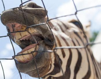 smile zebra in zoo in nature