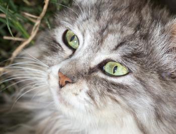 portrait of a beautiful cat in nature