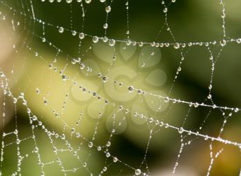 water droplets on a spider web in nature