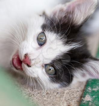 kitten lying on the concrete