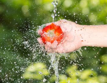 tomato in hand in water Nature
