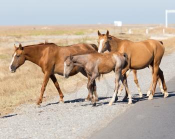 horse crossing the road