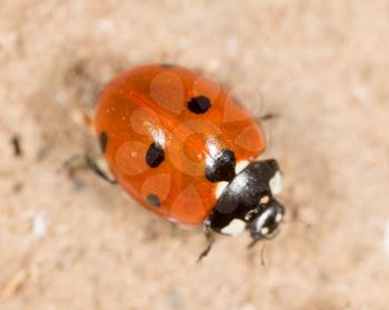 ladybug on the ground in nature