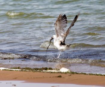 seagull caught fish in flight