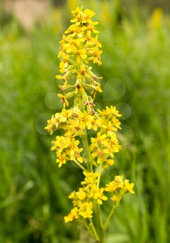 yellow flower in nature