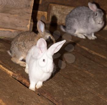 growing rabbits on the farm