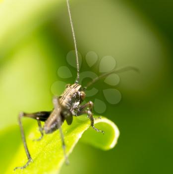 Grasshopper on a green leaf. macro