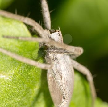 big beautiful spider in nature