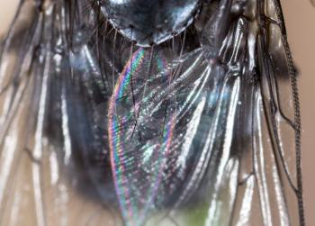 fly in nature. super macro