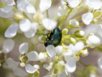 a beetle on a white flower. macro