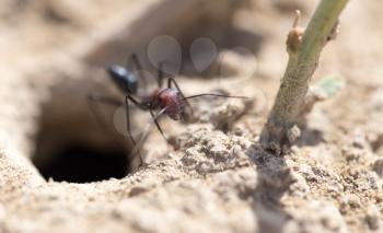 Ant on dry ground. macro