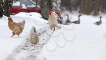 chicken in the snow on the nature