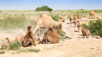 camels lie in the dust in nature