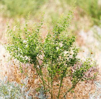 green plant in dry soil in nature