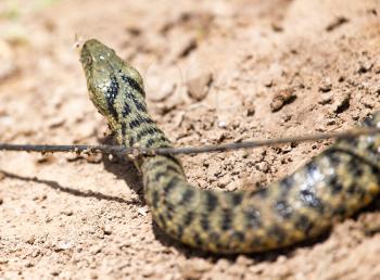 snake in the nature