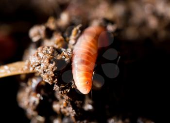 red worms in compost. macro