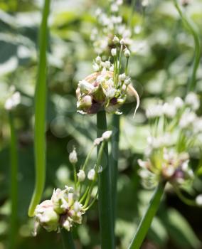 green onion seeds in the garden