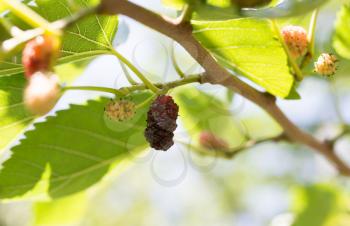 mulberry berries on the tree