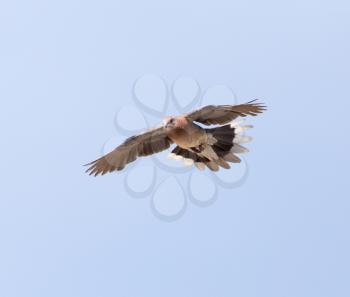 Dove in flight against a blue sky