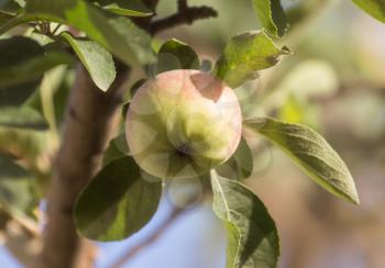 ripe apples on a tree
