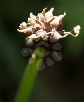 seeds on a green onions