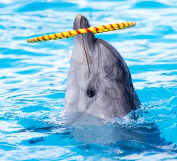 dolphin spinning hoop in the pool