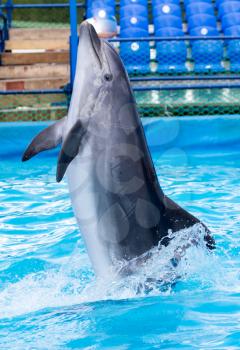 Dolphin in the pool