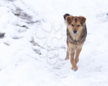 dog running outdoors in winter