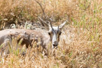 antelope in the dry grass in nature