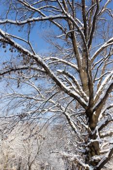 Snow on the tree against the blue sky