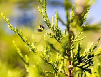 Beautiful branch of a thuja on nature