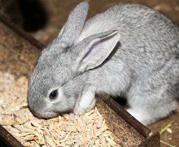 beautiful rabbit on the farm