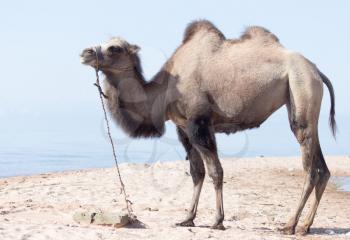 Camel near the sea