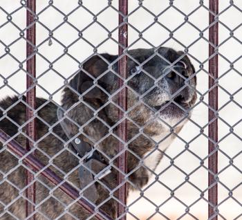 angry dog behind a fence