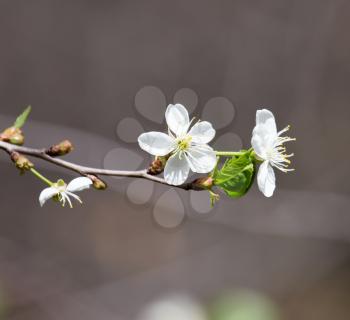 white flowers on the tree in nature