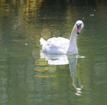 white swan on the lake