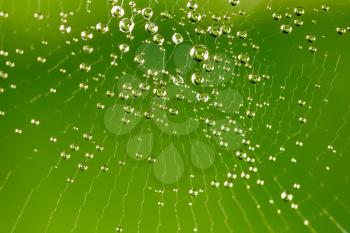 water droplets on a spider web in nature