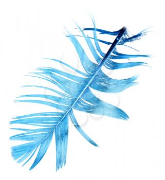blue feather on a white background