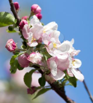 flowers on apple trees against the blue sky outdoors