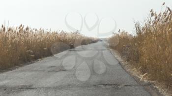 asphalt road in the reeds