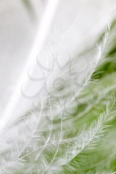 feather on a green background