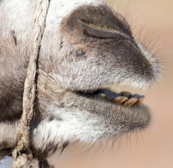 mouth of a camel