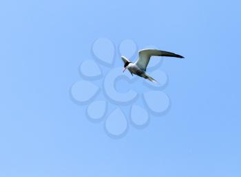 seagull in flight against blue sky